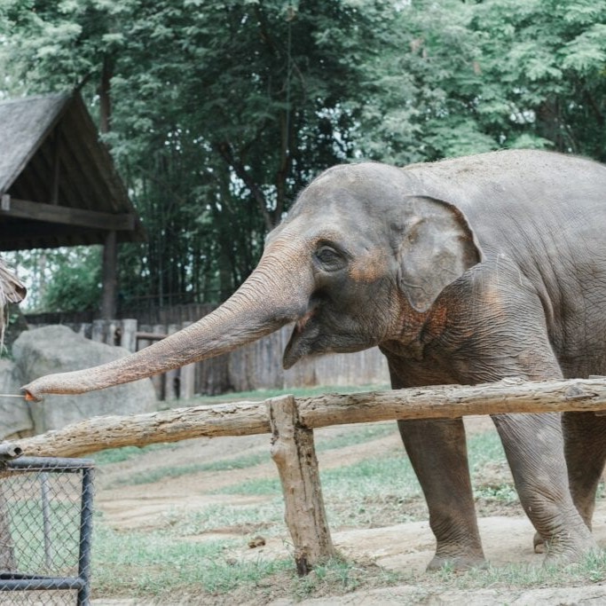 Extinction zoo
